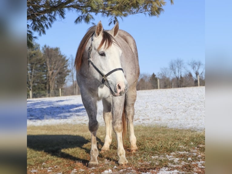 Caballo cuarto de milla Caballo castrado 4 años Tordo in Howell