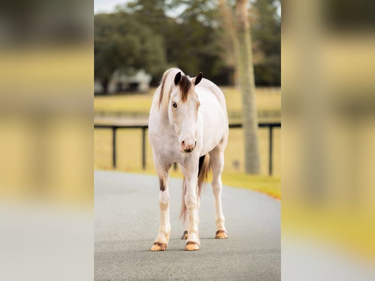Caballo cuarto de milla Mestizo Caballo castrado 5 años 137 cm Pío in Ocala