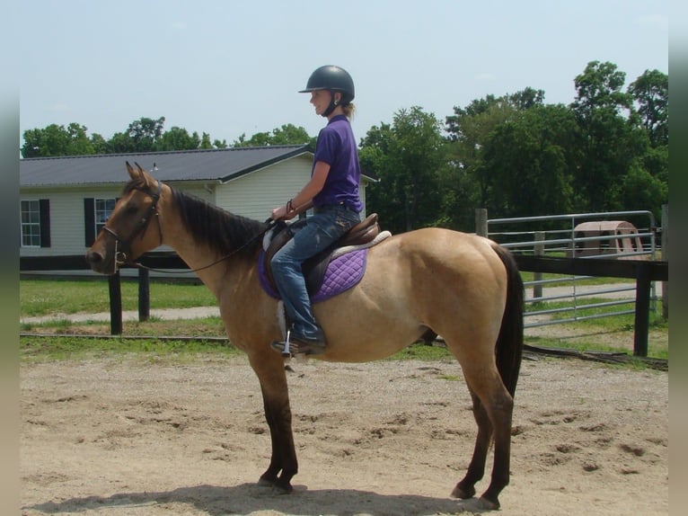 Caballo cuarto de milla Caballo castrado 5 años 142 cm Buckskin/Bayo in Lexington Ky