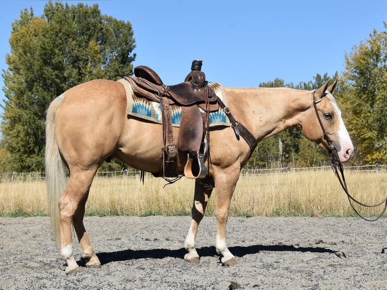 Caballo cuarto de milla Caballo castrado 5 años 142 cm Palomino in Bozeman