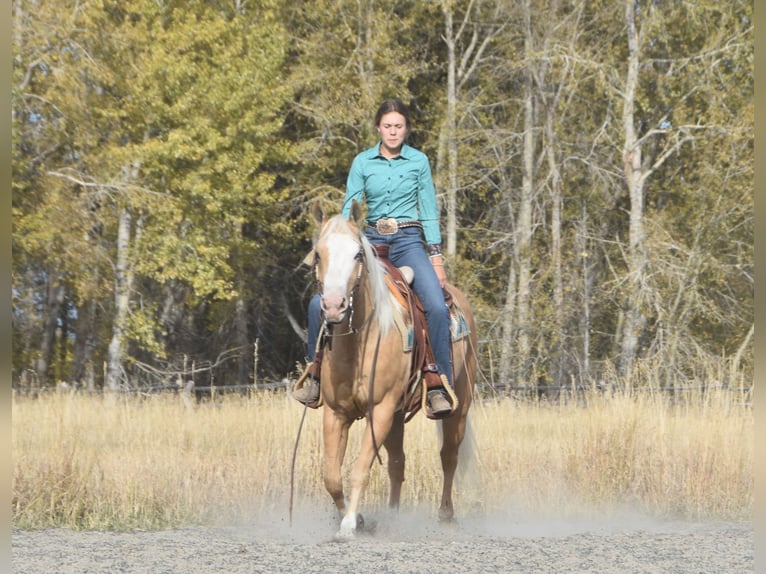 Caballo cuarto de milla Caballo castrado 5 años 142 cm Palomino in Bozeman