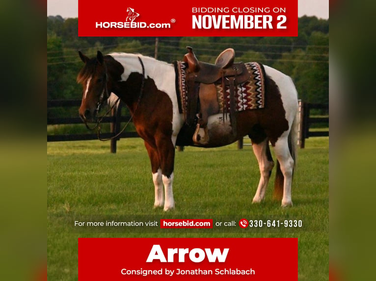 Caballo cuarto de milla Caballo castrado 5 años 142 cm Pío in Fredericksburg