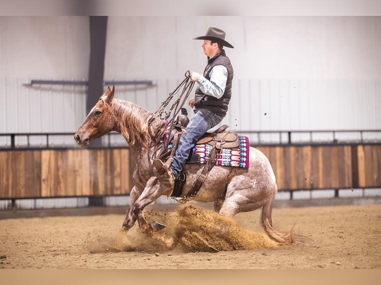 Caballo cuarto de milla Caballo castrado 5 años 142 cm Ruano alazán in Canistota
