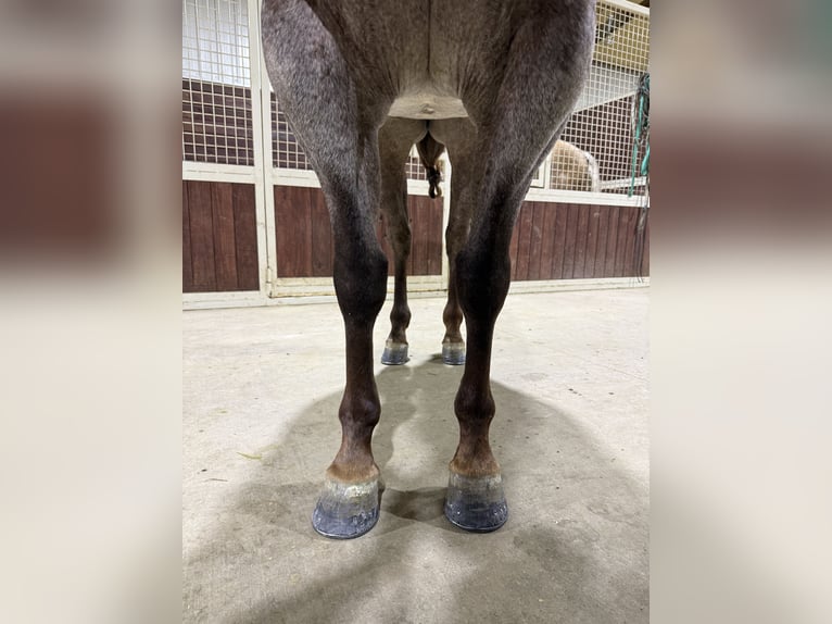 Caballo cuarto de milla Caballo castrado 5 años 142 cm Ruano alazán in Canistota
