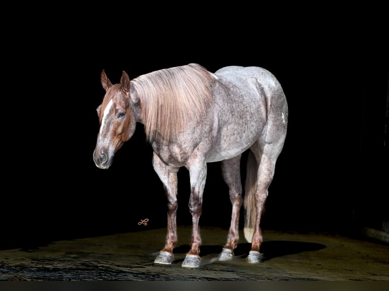 Caballo cuarto de milla Caballo castrado 5 años 142 cm Ruano alazán in Canistota