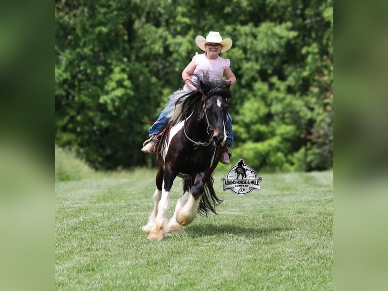 Caballo cuarto de milla Caballo castrado 5 años 142 cm Tobiano-todas las-capas in Mount Vernon, KY