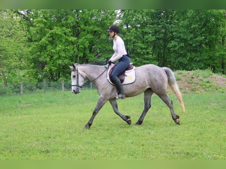 Caballo cuarto de milla Caballo castrado 5 años 142 cm Tordo in Howell, MI