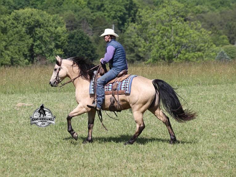 Caballo cuarto de milla Caballo castrado 5 años 143 cm Buckskin/Bayo in Mount Vernon