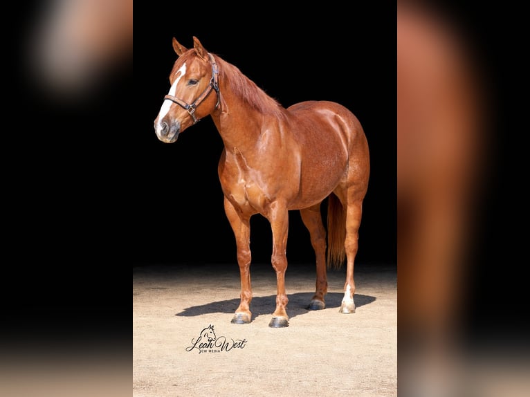 Caballo cuarto de milla Caballo castrado 5 años 145 cm Alazán rojizo in Healdton, OK