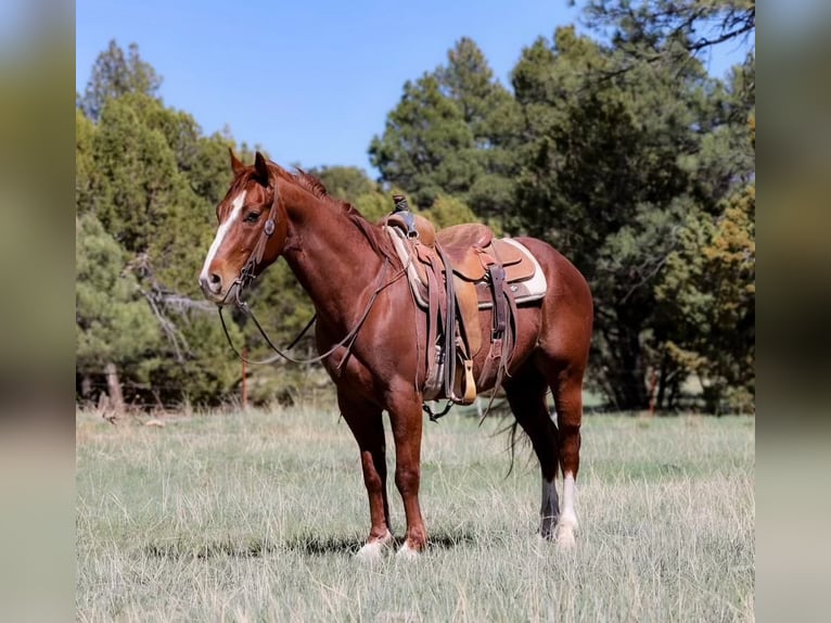 Caballo cuarto de milla Caballo castrado 5 años 145 cm Alazán-tostado in Camp Verde AZ