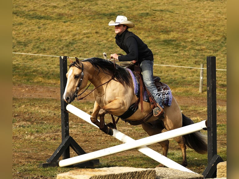 Caballo cuarto de milla Caballo castrado 5 años 145 cm Buckskin/Bayo in Millersburg