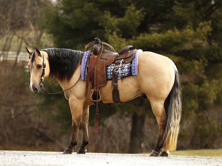 Caballo cuarto de milla Caballo castrado 5 años 145 cm Buckskin/Bayo in Millersburg