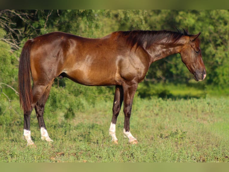 Caballo cuarto de milla Caballo castrado 5 años 145 cm Castaño rojizo in Stephenville TX