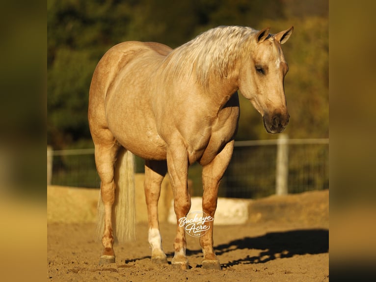 Caballo cuarto de milla Caballo castrado 5 años 145 cm Palomino in Millersburg