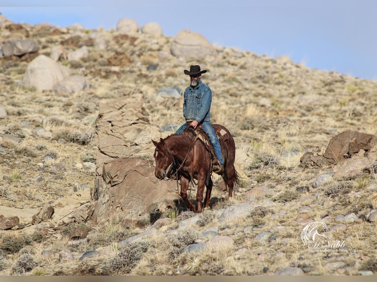 Caballo cuarto de milla Caballo castrado 5 años 145 cm Ruano alazán in Cody, WY