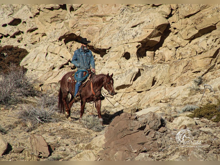 Caballo cuarto de milla Caballo castrado 5 años 145 cm Ruano alazán in Cody, WY