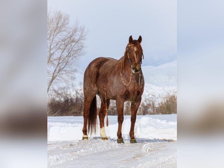 Caballo cuarto de milla Caballo castrado 5 años 145 cm Ruano alazán in Cody, WY