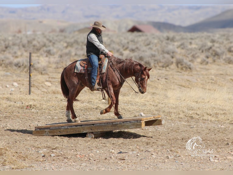 Caballo cuarto de milla Caballo castrado 5 años 145 cm Ruano alazán in Cody, WY