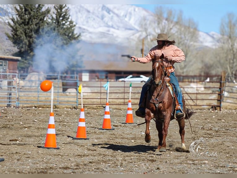 Caballo cuarto de milla Caballo castrado 5 años 145 cm Ruano alazán in Cody, WY