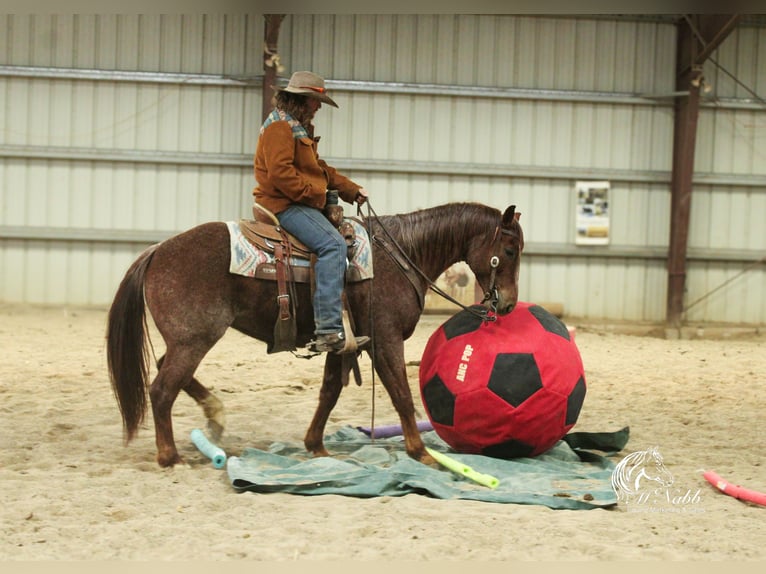 Caballo cuarto de milla Caballo castrado 5 años 145 cm Ruano alazán in Cody, WY
