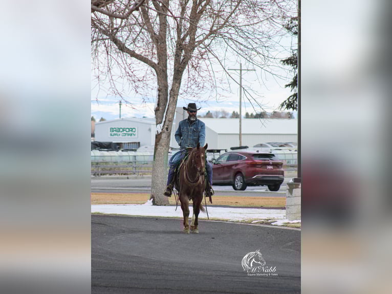 Caballo cuarto de milla Caballo castrado 5 años 145 cm Ruano alazán in Cody, WY