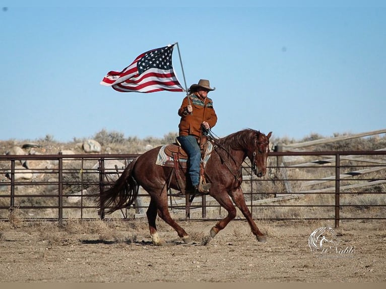 Caballo cuarto de milla Caballo castrado 5 años 145 cm Ruano alazán in Cody, WY