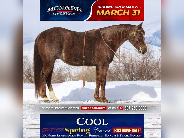 Caballo cuarto de milla Caballo castrado 5 años 145 cm Ruano alazán in Cody, WY