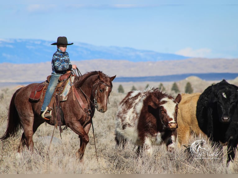 Caballo cuarto de milla Caballo castrado 5 años 145 cm Ruano alazán in Cody, WY