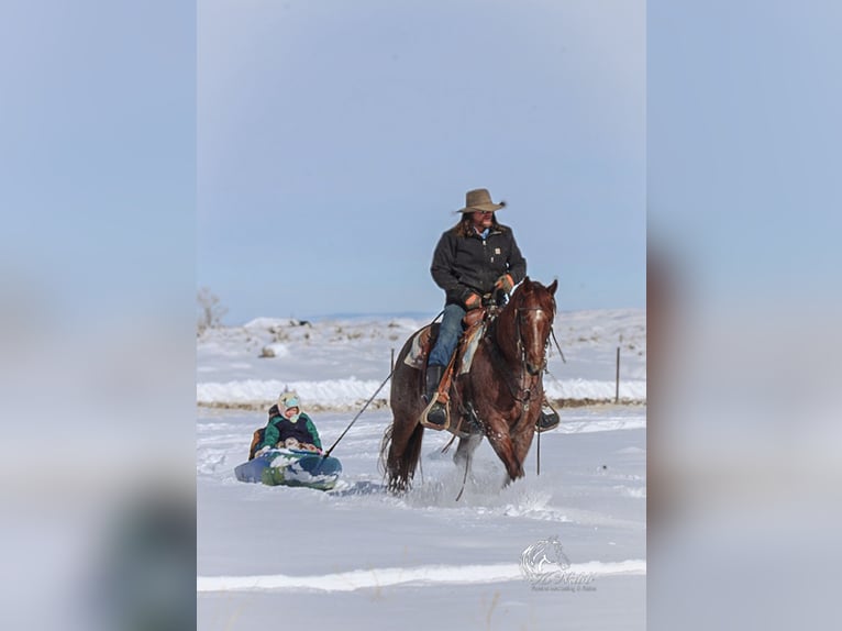 Caballo cuarto de milla Caballo castrado 5 años 145 cm Ruano alazán in Cody, WY
