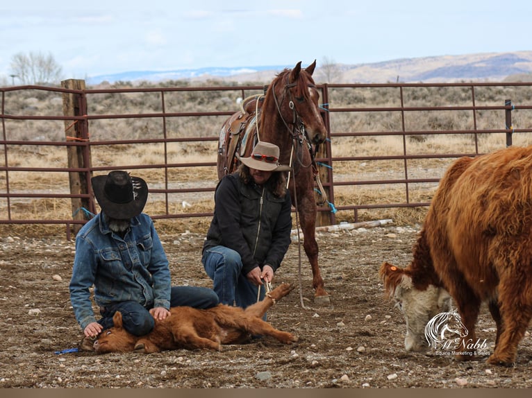 Caballo cuarto de milla Caballo castrado 5 años 145 cm Ruano alazán in Cody, WY