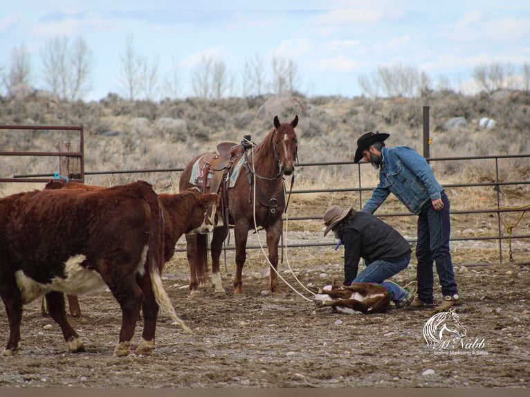 Caballo cuarto de milla Caballo castrado 5 años 145 cm Ruano alazán in Cody, WY