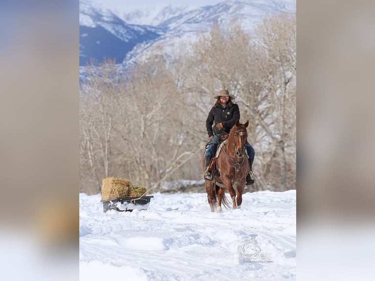 Caballo cuarto de milla Caballo castrado 5 años 145 cm Ruano alazán in Cody, WY