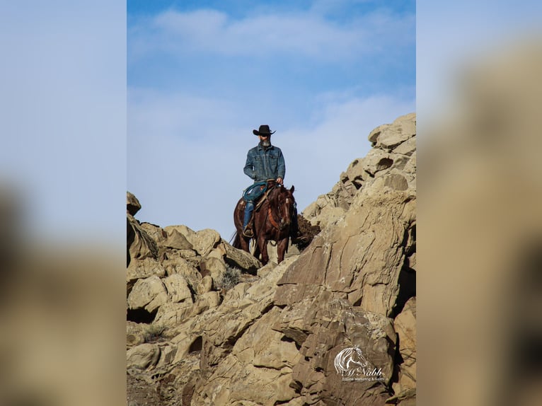Caballo cuarto de milla Caballo castrado 5 años 145 cm Ruano alazán in Cody, WY