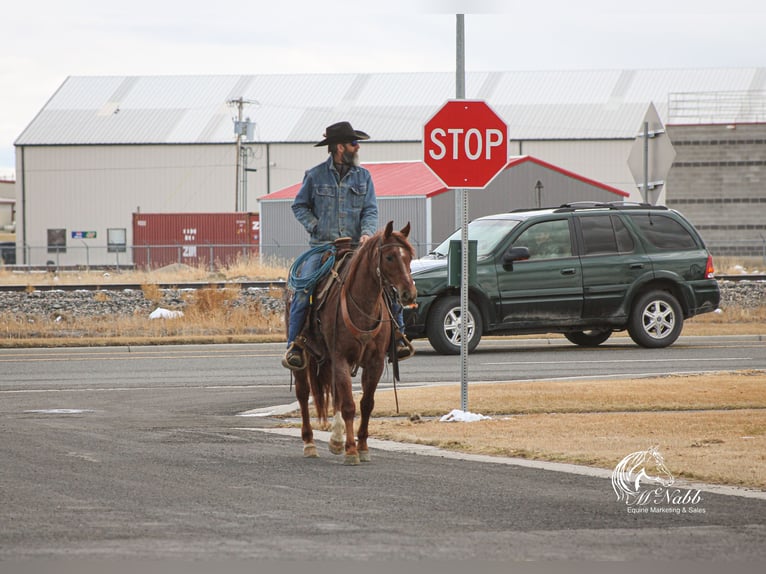 Caballo cuarto de milla Caballo castrado 5 años 145 cm Ruano alazán in Cody, WY