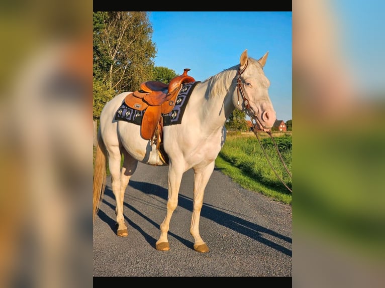 Caballo cuarto de milla Caballo castrado 5 años 145 cm White/Blanco in Ascheberg