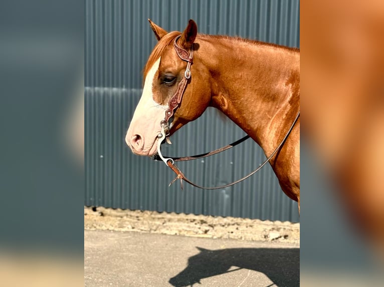 Caballo cuarto de milla Caballo castrado 5 años 146 cm Alazán in Wittlich
