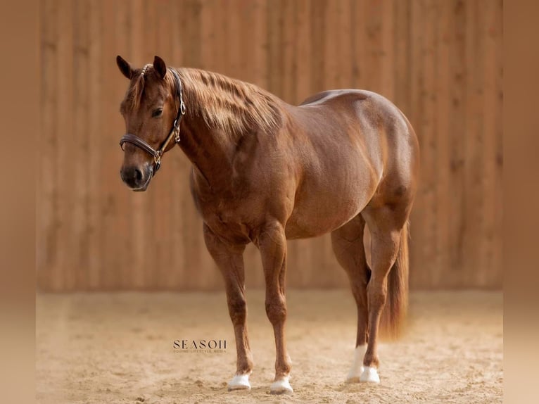 Caballo cuarto de milla Caballo castrado 5 años 146 cm Alazán in Lier