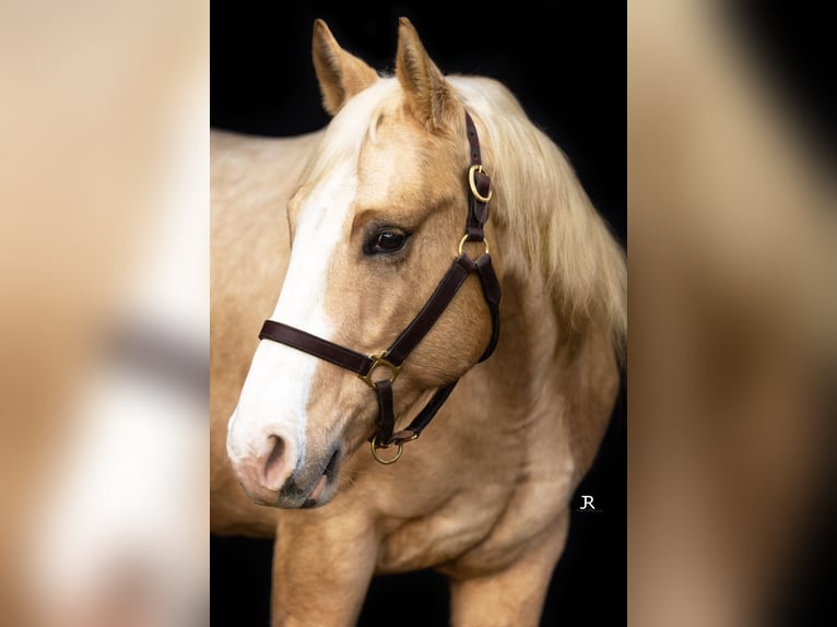 Caballo cuarto de milla Caballo castrado 5 años 146 cm Palomino in Gaggenau