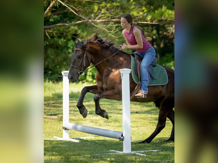 Caballo cuarto de milla Mestizo Caballo castrado 5 años 147 cm Castaño rojizo in Auburn, KY