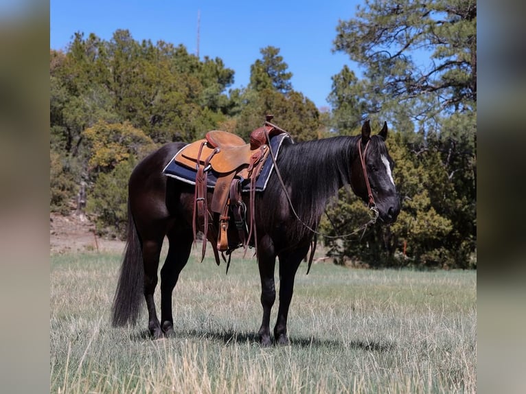 Caballo cuarto de milla Caballo castrado 5 años 147 cm Negro in Camp Verde, AZ