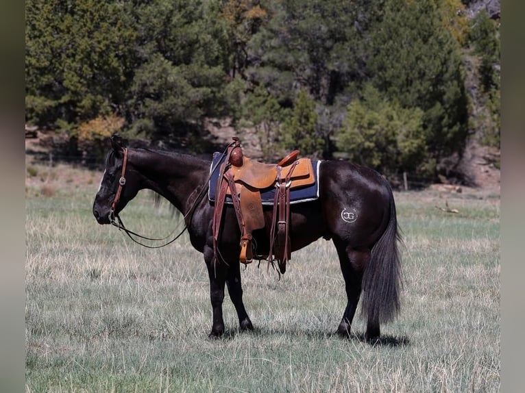Caballo cuarto de milla Caballo castrado 5 años 147 cm Negro in Camp Verde, AZ
