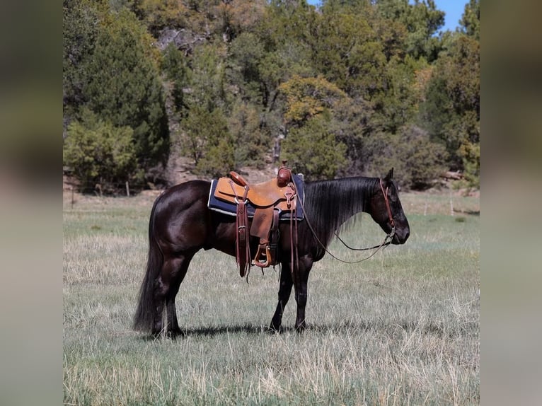 Caballo cuarto de milla Caballo castrado 5 años 147 cm Negro in Camp Verde, AZ