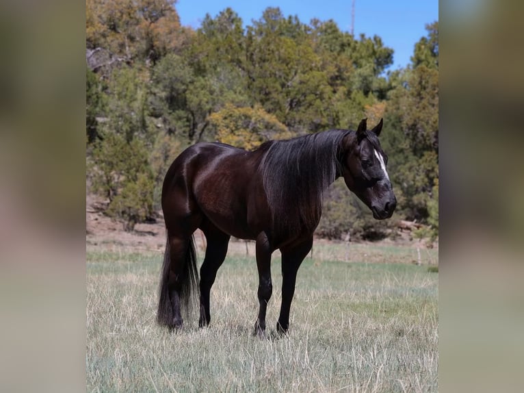 Caballo cuarto de milla Caballo castrado 5 años 147 cm Negro in Camp Verde, AZ
