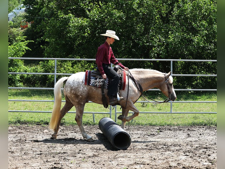 Caballo cuarto de milla Mestizo Caballo castrado 5 años 147 cm Palomino in Millersburg