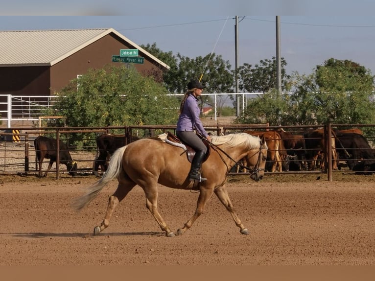 Caballo cuarto de milla Caballo castrado 5 años 147 cm Palomino in Mount Vernon, MO