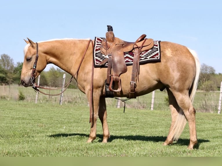 Caballo cuarto de milla Caballo castrado 5 años 147 cm Palomino in Mount Vernon, MO