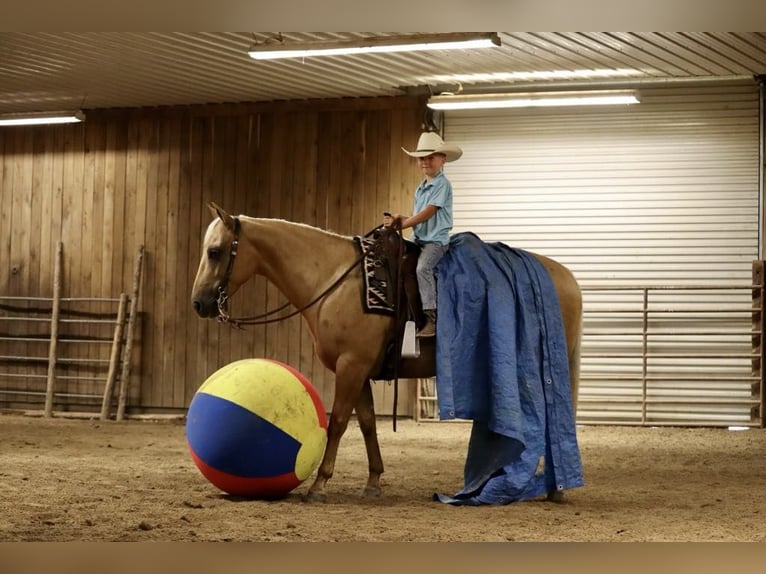 Caballo cuarto de milla Caballo castrado 5 años 147 cm Palomino in Mount Vernon, MO