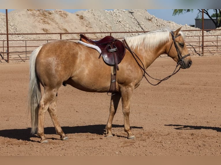 Caballo cuarto de milla Caballo castrado 5 años 147 cm Palomino in Mount Vernon, MO