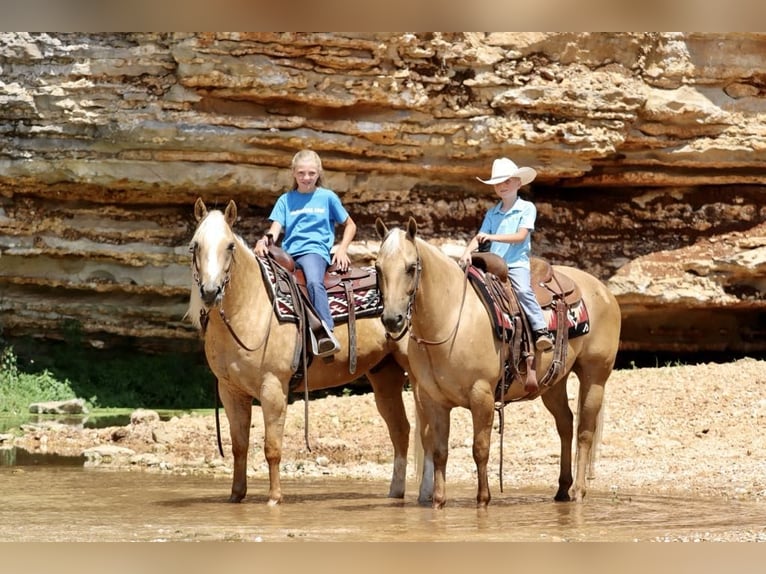 Caballo cuarto de milla Caballo castrado 5 años 147 cm Palomino in Mount Vernon, MO