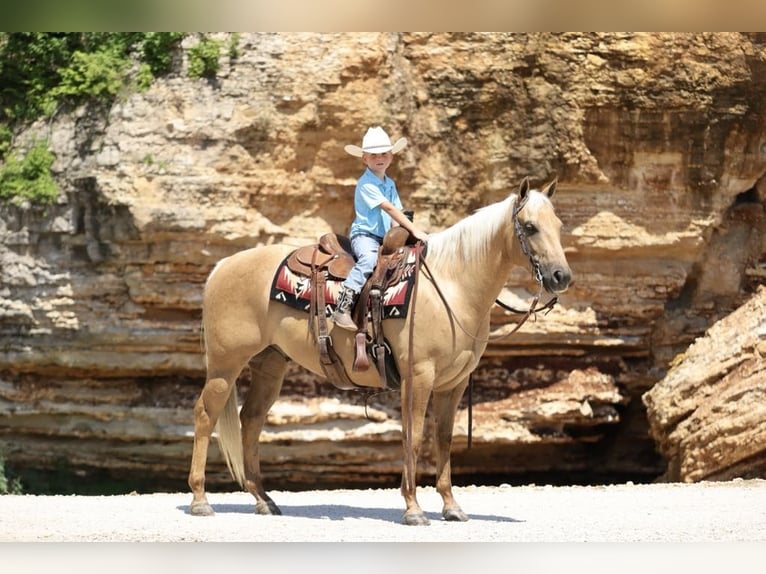Caballo cuarto de milla Caballo castrado 5 años 147 cm Palomino in Mount Vernon, MO